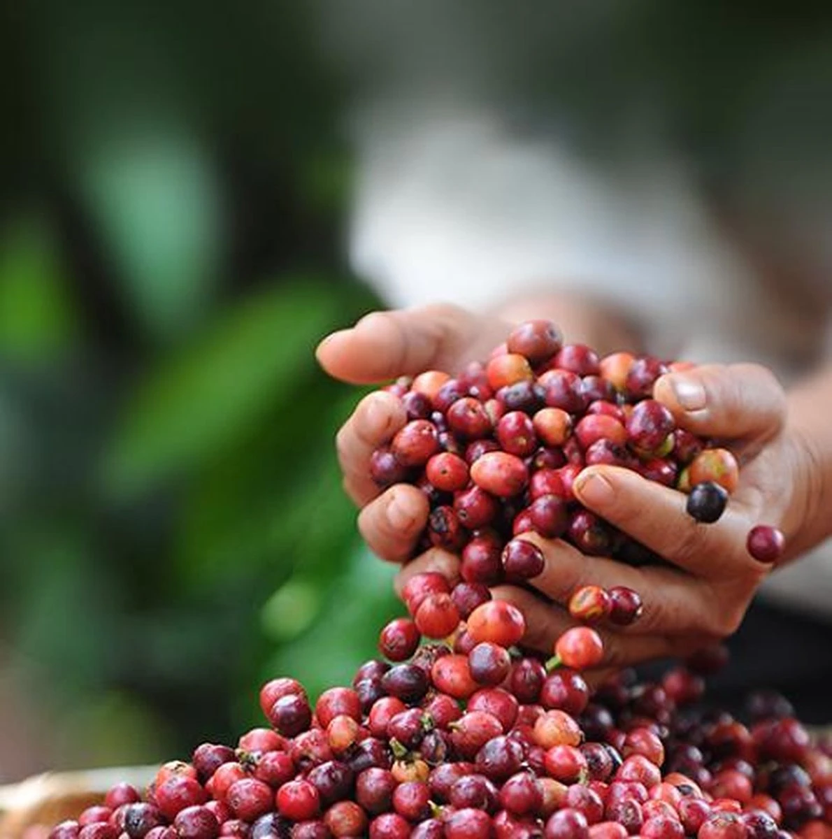 Nescafé Dolce Gusto Latte Macchiato Capsules - 90 Koffiecups - Image 5